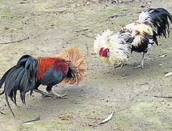 Bantam rooster and hen for sale. Tn Roosters To Fight In Dk Udupi Deccan Herald
