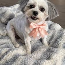 TOP 10 BEST Self Service Dog Wash near Hurricane, UT 84737