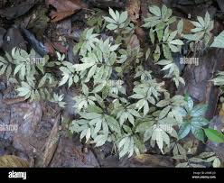 Image result for Elatostema welwitschii