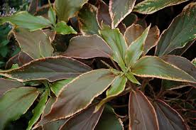 Image result for Acalypha manniana
