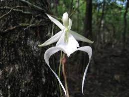 Pin On Orquideas