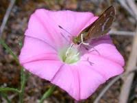 Image result for Convolvulus aschersonii
