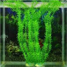 Selain itu, tanaman ini hanya cocok untuk akuarium yang berukuran besar. 1 Pcs Aquarium Aquario Dekor Landscape Tanaman Bunga Plastik Tanaman Hias Akuarium Dekorasi Batu Islande Akvaryum Dekor Dekorasi Aliexpress