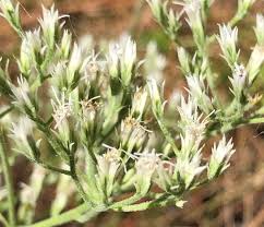 Image result for Rhynchosia torrei