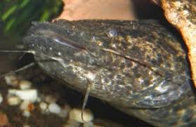 Image result for Ypsilopus liae