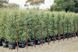 Image result for Pittosporum tenuifolium