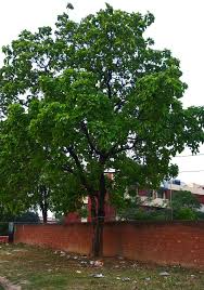Image result for Terminalia mollis