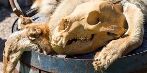 Furs and Skulls
