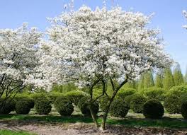 Image result for indiánská borůvka obrázek