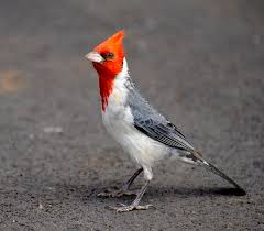 Check spelling or type a new query. Red Crested Cardinal Wikipedia