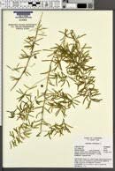 Image result for Asparagus flavicaulis