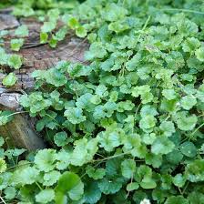 The weed grows fast by roots, seeds, and stems, but can be removed with patience and the right products. Creeping Charlie Weed What It Looks Like How To Kill It Dummer Garden Manage Gfingerã¯æœ€ã‚‚ãƒ—ãƒ­ãƒ•ã‚§ãƒƒã‚·ãƒ§ãƒŠãƒ«ãªã‚¬ãƒ¼ãƒ‡ãƒ‹ãƒ³ã‚°appã§ã™