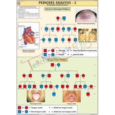 Pedigree Analysis 2 Chart 70x100cm