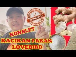 7 jamu konslet lovebird dan pakan lovebird konslet. Bongkar Pembuatan Pakan Kencang Lovebird Konslet Litetube