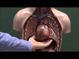 Both are given some protection by the rib bones. Chest Anatomy Heart And Lungs Youtube
