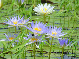 Image result for Nymphaea