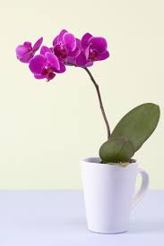 What You Do With The Spent Flower Stem After An Orchid Blooms Depends Totally On The Type Of Orchid You Are Growing Growing Orchids Orchid Flower Orchid Plants