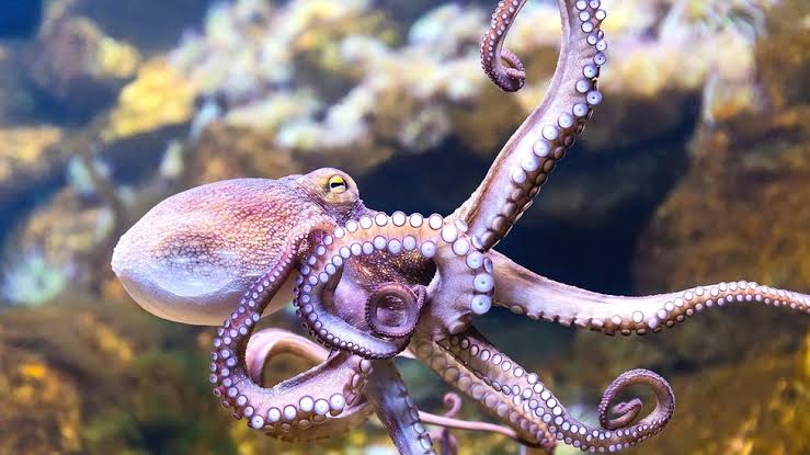 octopus farm