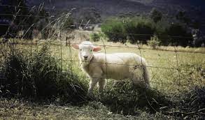 Preventing Overeating Disease In Lambs Belton Feed Supply And Temple Feed Supply Belton Tx Temple Tx