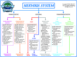Nervous system images stock photos vectors shutterstock. Biological Terrain For The Nervous System Chart Nervous System Anatomy Autonomic Nervous System Medical School Studying