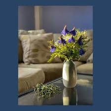 Image result for Pycnostachys