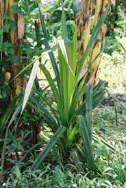 Image result for Pandanus candelabrum