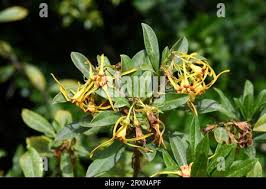 Image result for Strophanthus speciosus