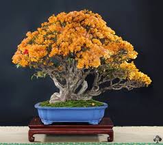 Maybe you would like to learn more about one of these? Top 10 Flowering Bonsai Trees Bonsai Empire