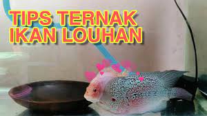Ikan louhan modern, ikan ini memilki jenong dengan ukuran lebih kecil ketimbang yang modern. Cara Ternak Louhan Yang Mudah Tips Tips Breeding Ternak Ikan Louhan Youtube