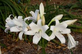 Image result for Crinum macowanii