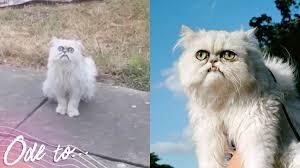 Horror movies and tv shows. Let S All Admire Wilfred Warrior The Ridiculous Looking Instagram Famous Cat