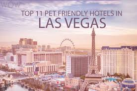 Then use this pet friendly accommodations guide to learn about las vegas hotels and motels that allow dogs, cats, and other. Top 11 Pet Friendly Hotels In Las Vegas 2020 Wow Travel