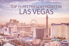 Most las vegas hotels have wonderful pools, but most of them are not all that kid friendly. Top 11 Pet Friendly Hotels In Las Vegas 2020 Wow Travel