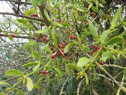 Image result for Thesium megalocarpum