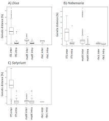 Image result for Platycoryne buchananiana