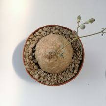 Image result for Stomatostemma