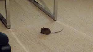Shop the latest bluetooth flat mouse deals on aliexpress. Mouse In My Flat 16th Sept 2017 Youtube