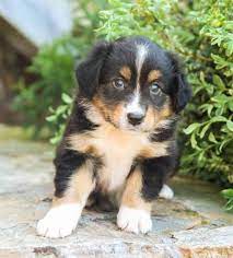 Faye Mini Australian Shepherd Puppy For Sale In Blain Pa Lancaster Puppies Australian Shepherd Mini Australian Shepherds Collie Puppies For Sale