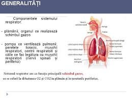 Insuficiena Respiratorie Acut Generaliti Componentele Respirator Sistemului Plmnii