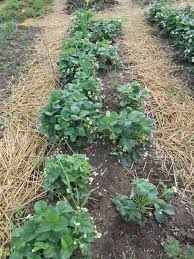 Der Anbau Von Erdbeeren Biogarten Fullhorn Garten Anpflanzen Garten Pflanzen