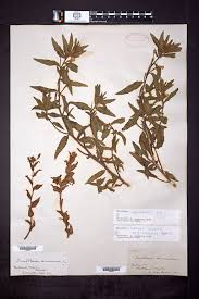 Image result for Oenothera indecora