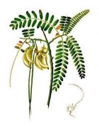 Image result for Sesbania grandiflora