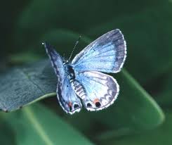 Miami Blue Butterfly Endangered Borboletas Borboleta Belas Imagens