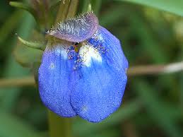 Image result for Crepidorhopalon