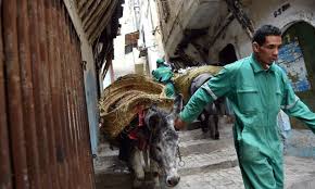 Donkeys at dawn: a rubbish job in the Algiers Kasbah