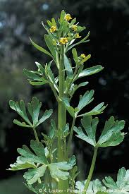 Image result for Ranunculus sceleratus