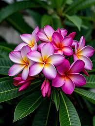 Image result for Gardenia brachythamnus