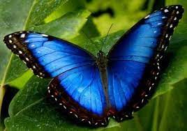 El Que Viaja Solo Tiene Los Cinco Sentidos Encendidos Y Por Eso Parece Que Vive Mas El Momento Es G Fotos De Mariposas Imagenes De Mariposas Mariposas Reales