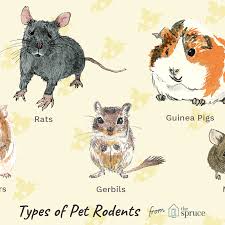 10 Best Small Rodents To Keep As Pets
