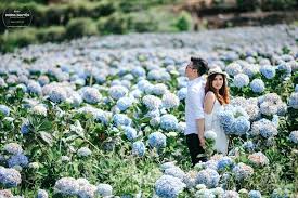 Kết quả hình ảnh cho cẩm tú cầu nhiều màu